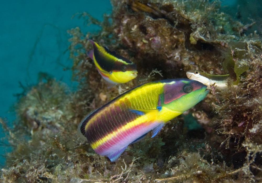 Thalassoma lucasanum